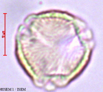 ISEM 1/Potentilla_fruticosa_27891/Potentilla_fruticosa_27891_0001(copy)_thumb.jpg